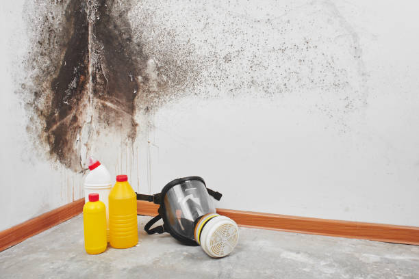 Best Localized Mold Remediation (e.g., coastal areas, humid climates) in Arapahoe, WY