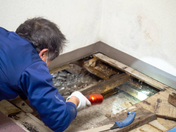 Best Emergency Mold Remediation in Arapahoe, WY