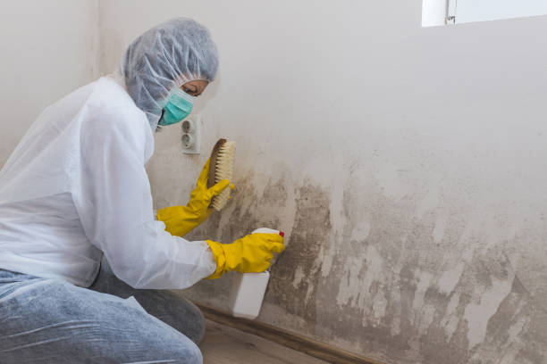 Best Black Mold Remediation in Arapahoe, WY