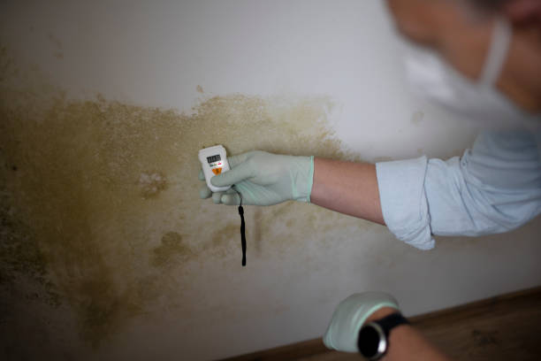 Arapahoe, WY Mold Removal Pros