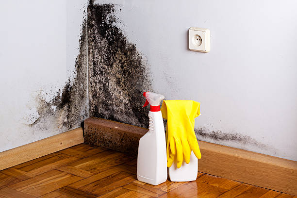 Best Post-Flood Mold Remediation in Arapahoe, WY