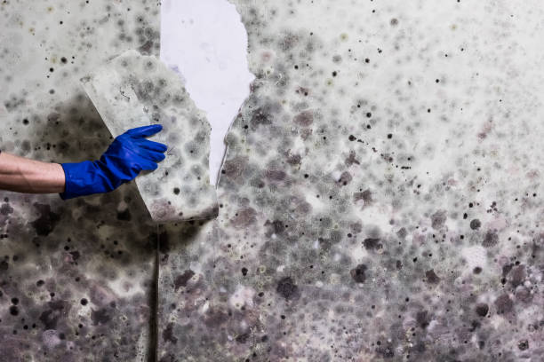 Best Basement Mold Remediation in Arapahoe, WY