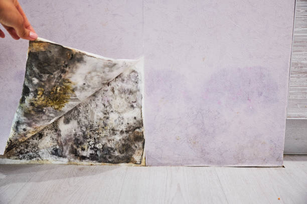 Best Residential Mold Remediation in Arapahoe, WY